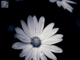 moonlight flower