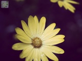 original flower