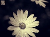 starlight flower