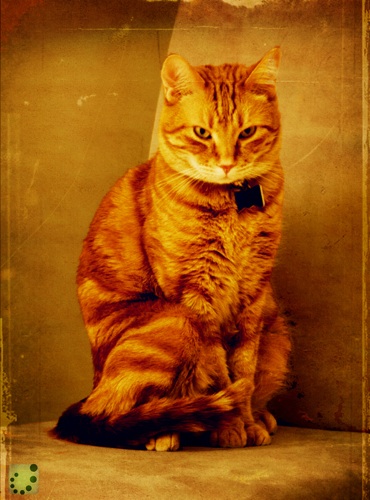 for.sale one orange cat