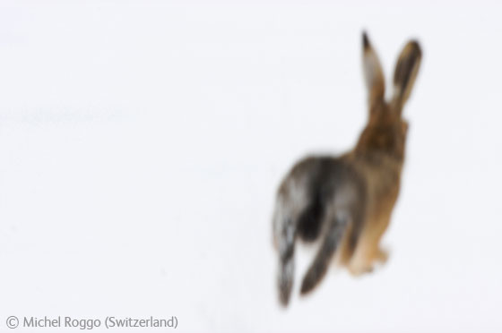 Ghost of a March hare