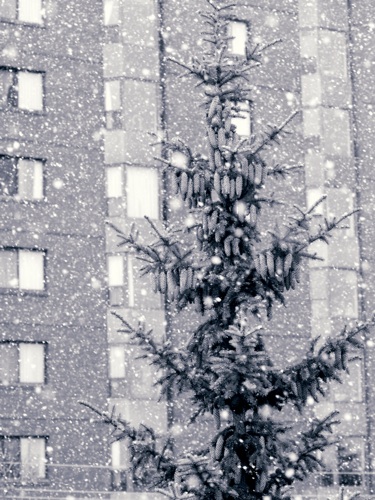 the snow pine