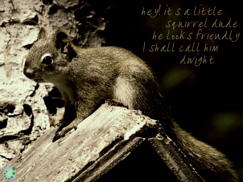 little squirrelly dude