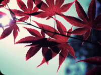 maple, japanese