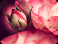 time brings roses
